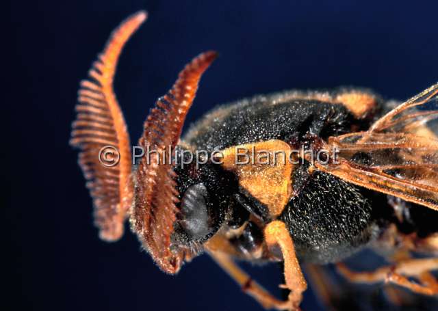 Macrodiprion nemoralis.JPG - in "Portraits d'insectes" ed. SeuilMacrodiprion nemoralisDiprionLophyrePine saw flyHymenopteraDiprionidaeAutriche